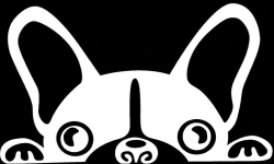 team logo